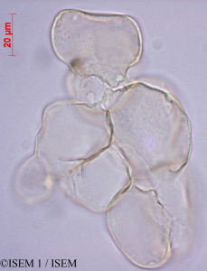 ISEM 1/Apocynum_androsaemifolium_27984/Apocynum_androsaemifolium_27984_0001(copy)_thumb.jpg